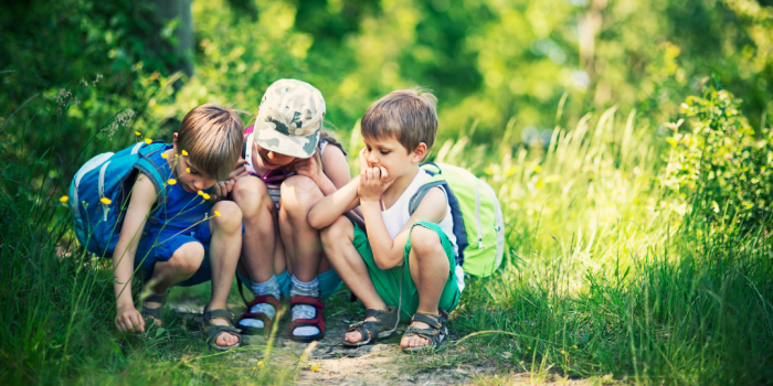 Wer wohnt unter dem Stein? Eine K&auml;fer-Safari im Garten