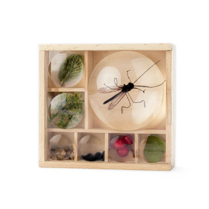 Bug Box, mes petits trésors de collection, Huckleberry